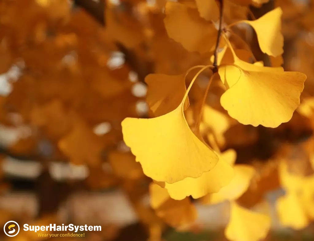 Ginkgo leaves in autumn.